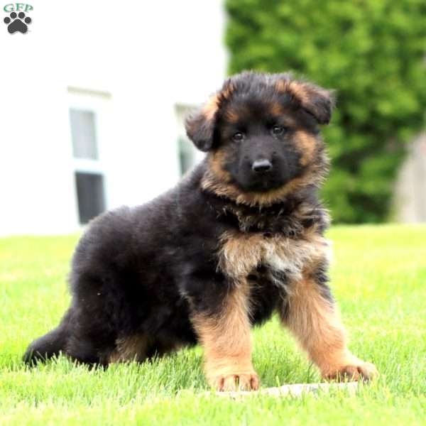Eva – longhaired, German Shepherd Puppy