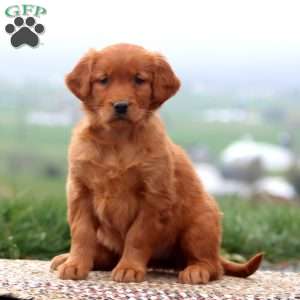 Eva, Golden Retriever Puppy