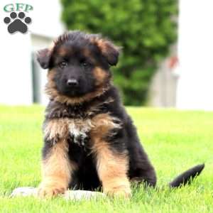Eva – longhaired, German Shepherd Puppy
