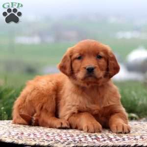 Eva, Golden Retriever Puppy