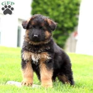 Eva – longhaired, German Shepherd Puppy