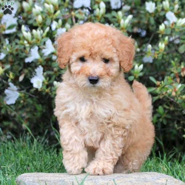Evan, Mini Labradoodle Puppy