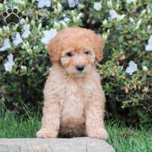 Evan, Mini Labradoodle Puppy