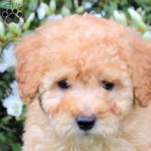 Evan, Mini Labradoodle Puppy