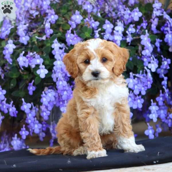 Evan, Cockapoo Puppy