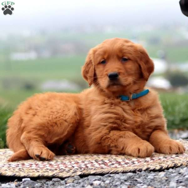Evan, Golden Retriever Puppy