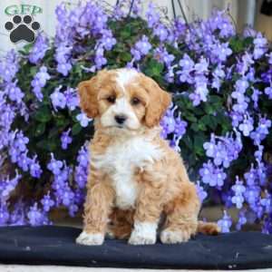 Evan, Cockapoo Puppy