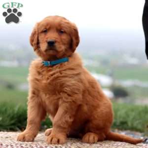 Evan, Golden Retriever Puppy