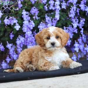 Evan, Cockapoo Puppy