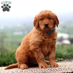 Evan, Golden Retriever Puppy
