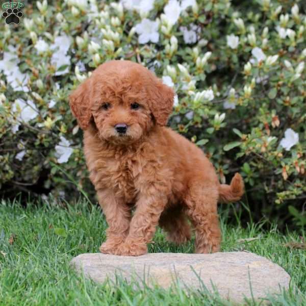 Eve, Mini Labradoodle Puppy