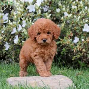Eve, Mini Labradoodle Puppy