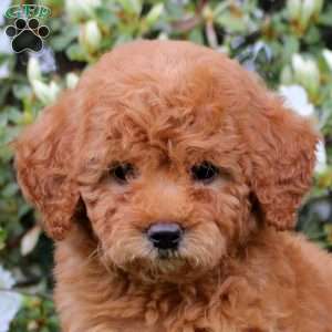 Eve, Mini Labradoodle Puppy