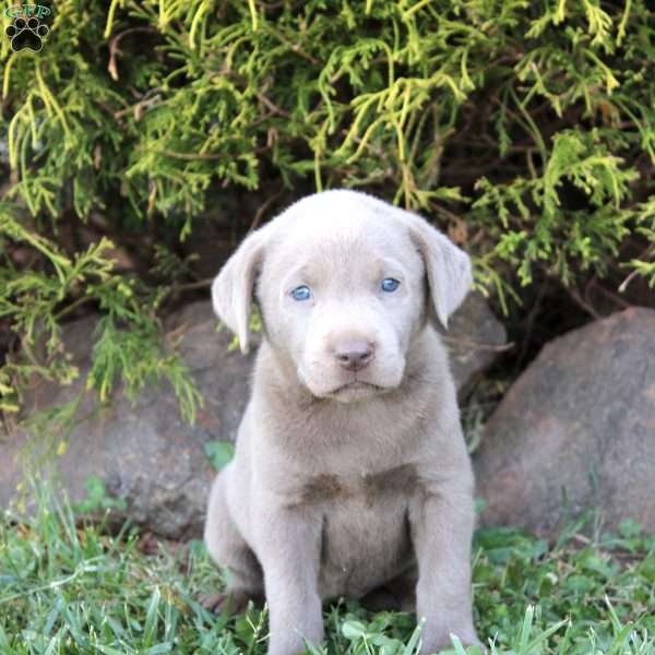 Evelyn, Silver Labrador Retriever Puppy
