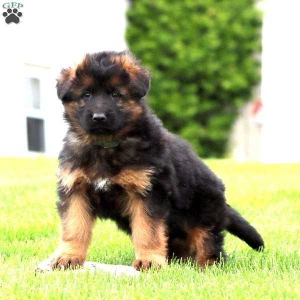 Everest – longhaired, German Shepherd Puppy