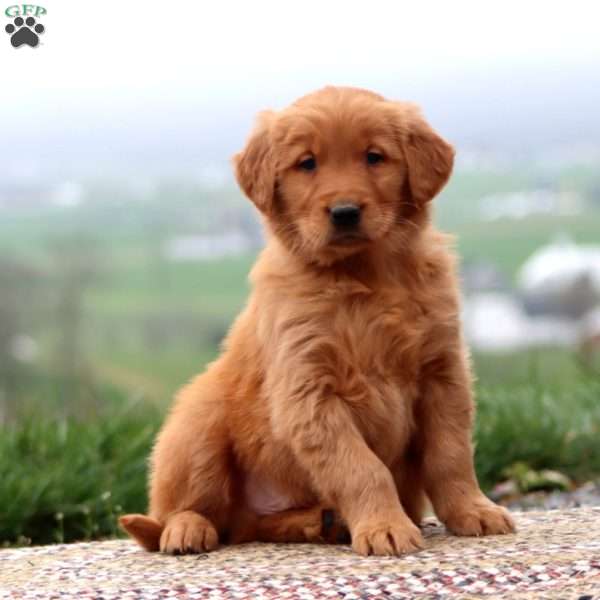 Everest, Golden Retriever Puppy