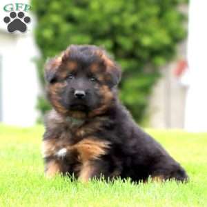 Everest – longhaired, German Shepherd Puppy