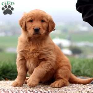 Everest, Golden Retriever Puppy