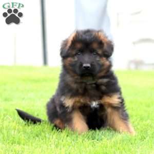 Everest – longhaired, German Shepherd Puppy