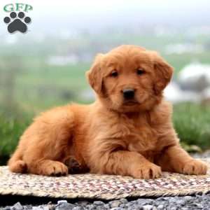 Everest, Golden Retriever Puppy
