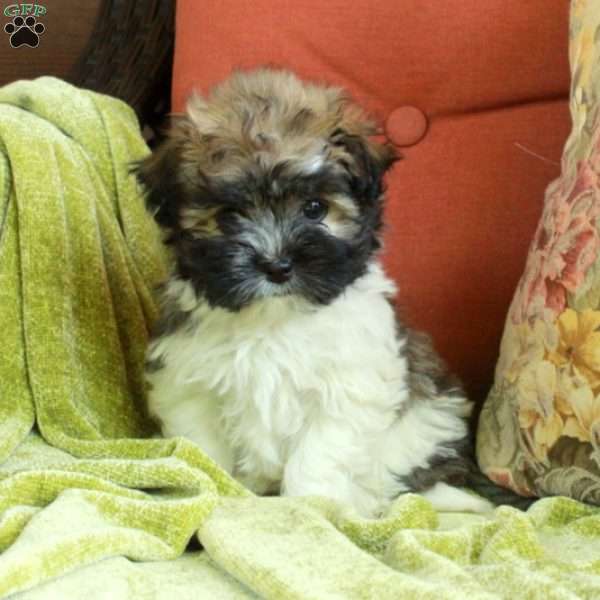 Evie, Havanese Puppy