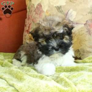 Evie, Havanese Puppy