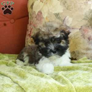 Evie, Havanese Puppy