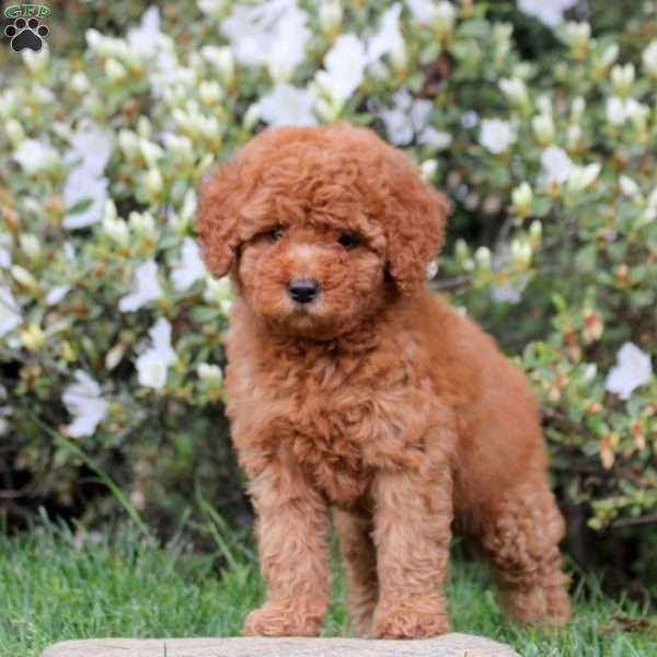 Ewan, Mini Labradoodle Puppy