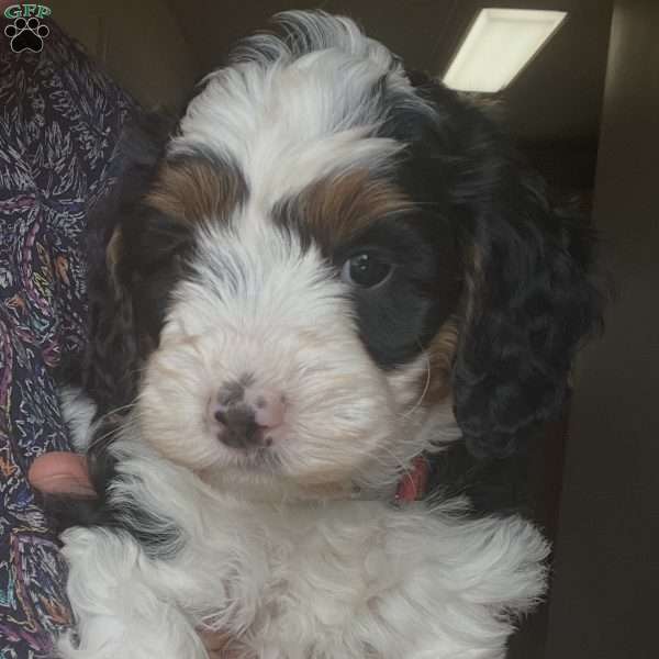 Kenny, Mini Bernedoodle Puppy