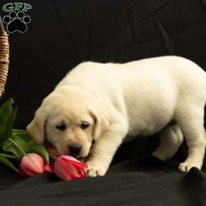 OAKLEY, Yellow Labrador Retriever Puppy