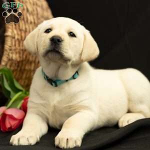 OAKLEY, Yellow Labrador Retriever Puppy