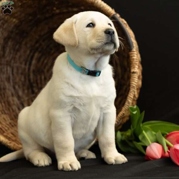 OAKLEY, Yellow Labrador Retriever Puppy