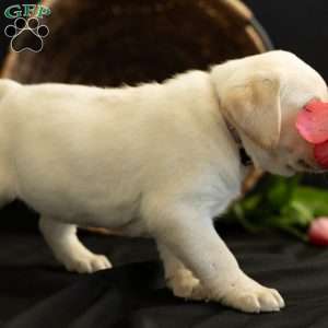 SIERRA, Yellow Labrador Retriever Puppy