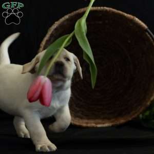 SIERRA, Yellow Labrador Retriever Puppy