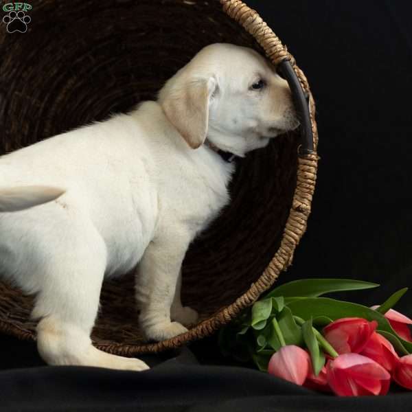 SIERRA, Yellow Labrador Retriever Puppy
