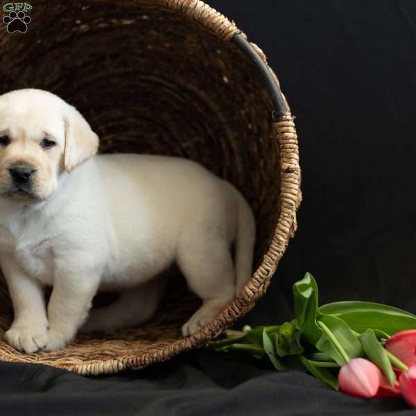 SKYE, Yellow Labrador Retriever Puppy