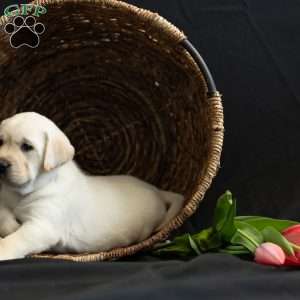 SKYE, Yellow Labrador Retriever Puppy