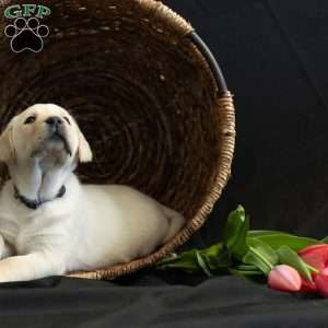 SKYE, Yellow Labrador Retriever Puppy