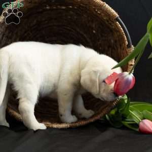 HAZEL, Yellow Labrador Retriever Puppy