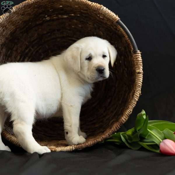 HAZEL, Yellow Labrador Retriever Puppy