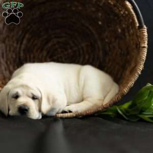 STORM, Yellow Labrador Retriever Puppy