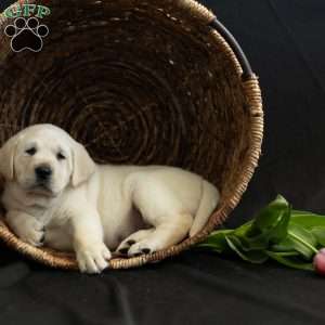 STORM, Yellow Labrador Retriever Puppy