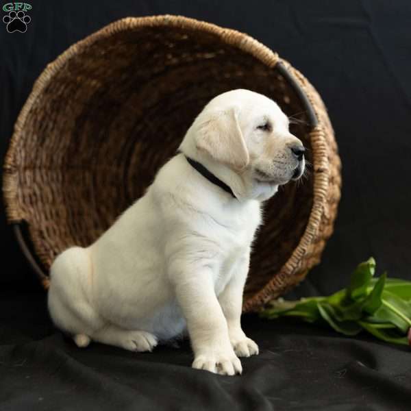 STORM, Yellow Labrador Retriever Puppy