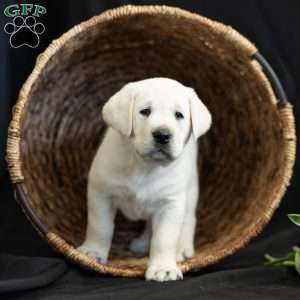 POLAR, Yellow Labrador Retriever Puppy