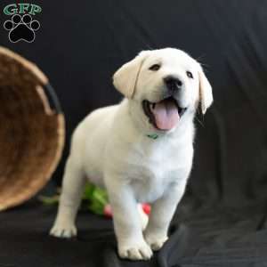 POLAR, Yellow Labrador Retriever Puppy