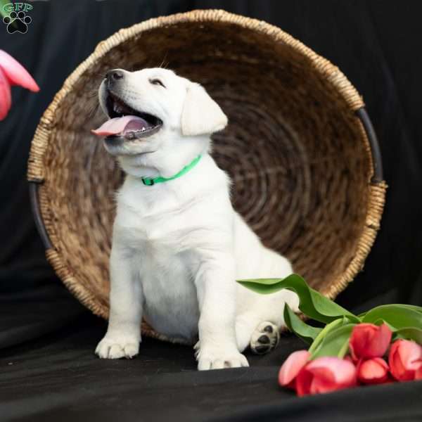 POLAR, Yellow Labrador Retriever Puppy