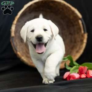 STAR, Yellow Labrador Retriever Puppy