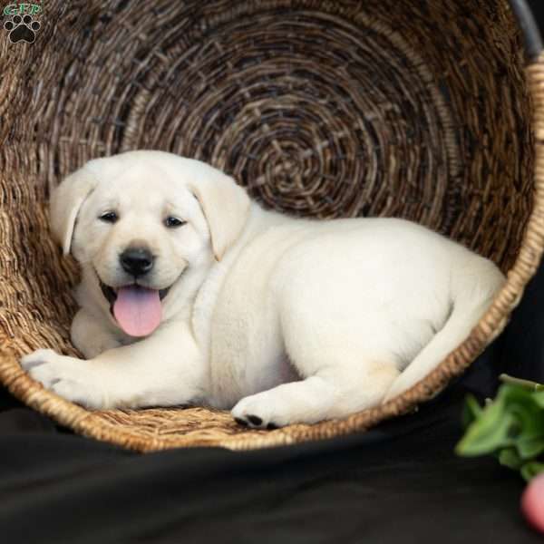 STAR, Yellow Labrador Retriever Puppy
