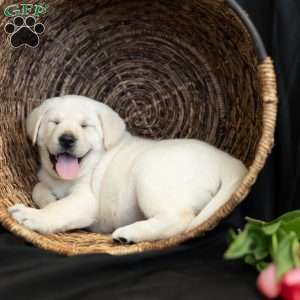 STAR, Yellow Labrador Retriever Puppy