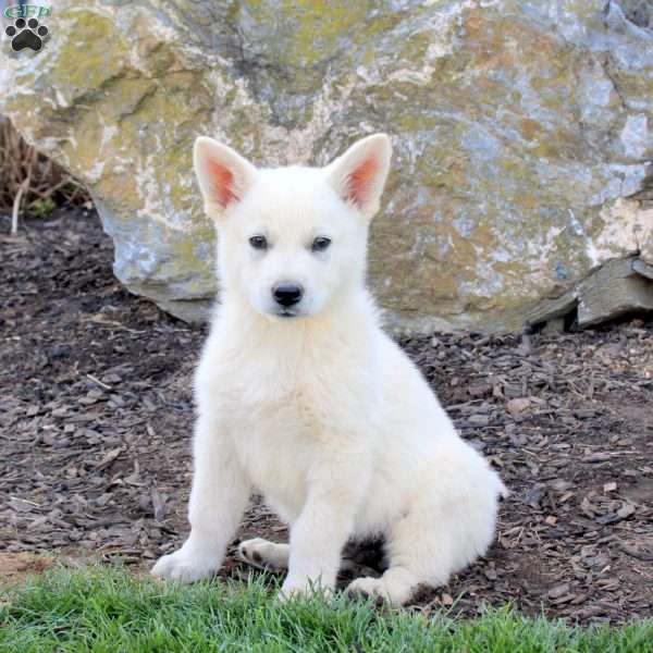 Falcon, German Shepherd Puppy